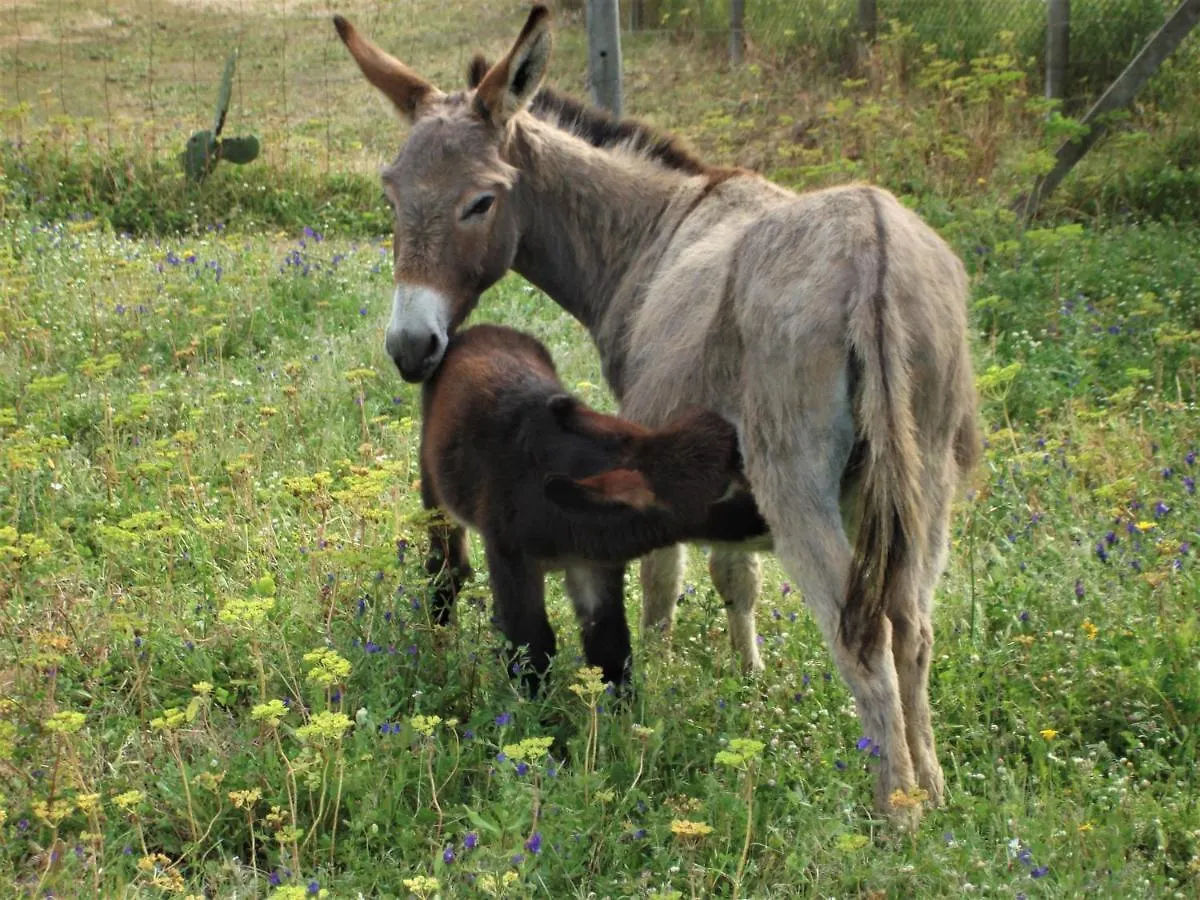 Agriturismo Lu Branu Arzachena Alloggio per agriturismo